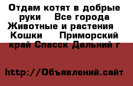 Отдам котят в добрые руки. - Все города Животные и растения » Кошки   . Приморский край,Спасск-Дальний г.